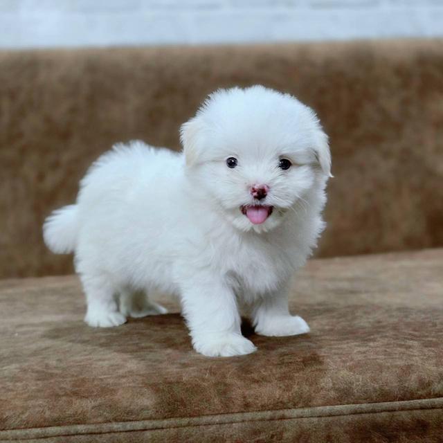 ชิสุผสมพุดเดิ้ล พิกัดรามอินทรา 5