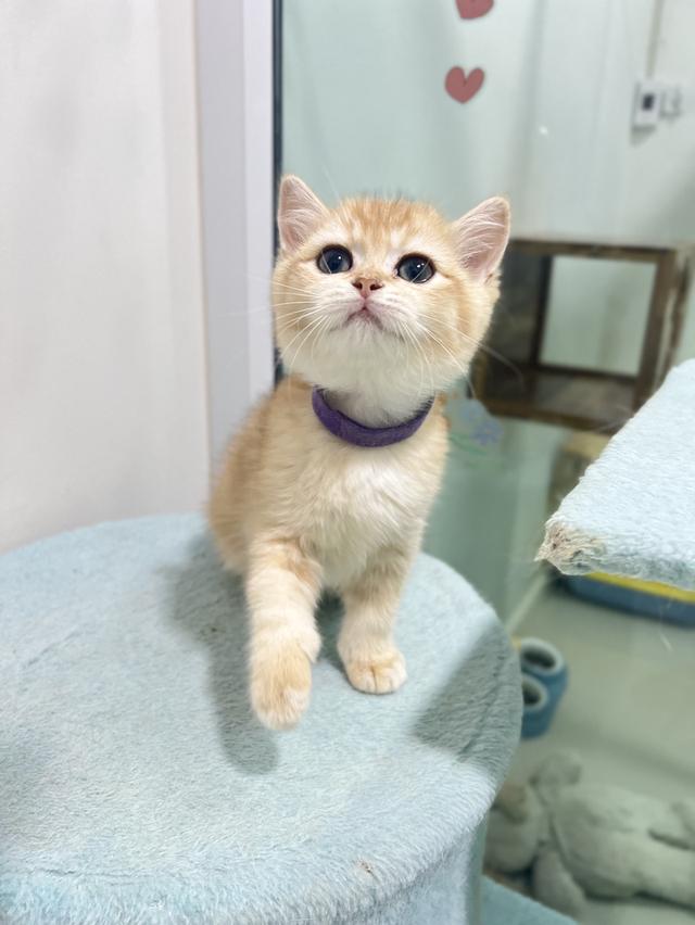 ดญ.พิชซ่า(บริติช)พร้อมย้าย