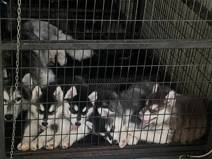 สุนัขอลาสกัน+ไซบีเรียน 2 เดือน  4000 ปทุมธานี