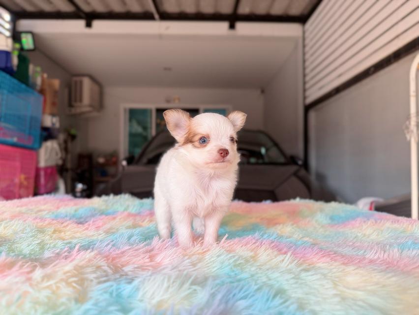 ชิวาวาผสมปอม เพศผู้ พิกัดรามอินทรา