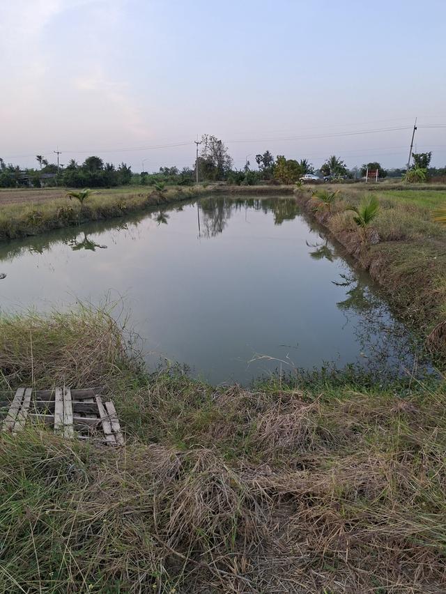 ขายที่ดิน 7 ไร่ 2 งาน 43 ตารางวา ต ท่าผา อ บ้านโป่ง จ ราชบุรี 6