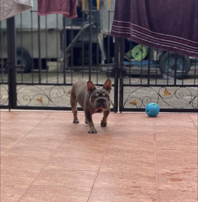 Frenchbulldog velvet big rope