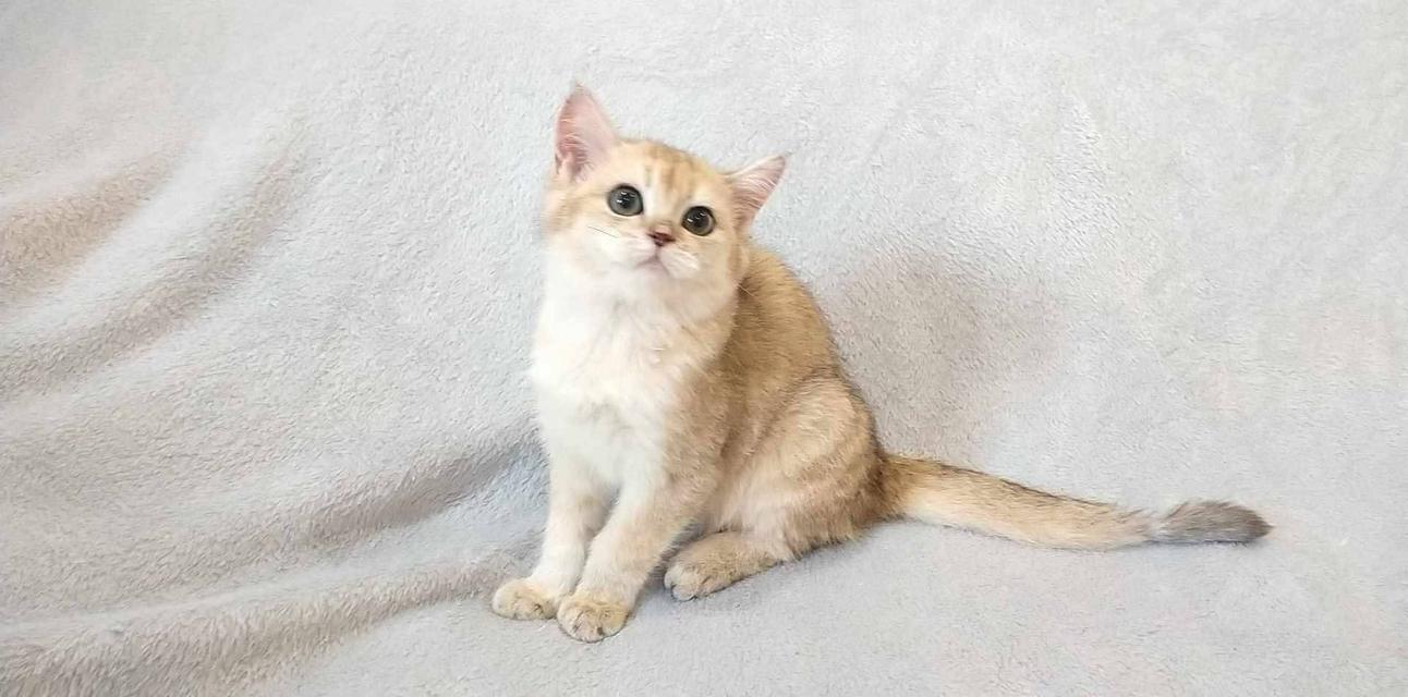 British Shorthair  10