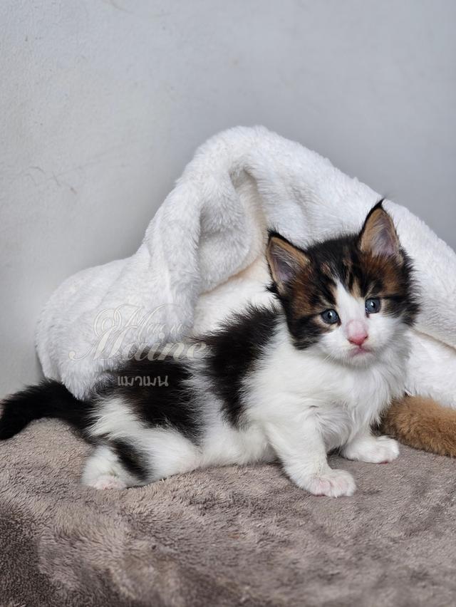 ลูกแมวเมนคูนแท้ เพศผู้ 4