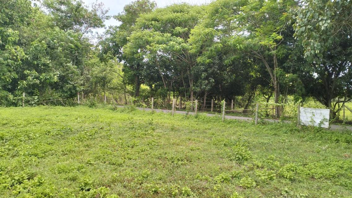 ที่ดินราคาถูกที่สุดในน้ำแพร่ เริ่มต้นเพียง 3,750 บาท/ตรว. เท่านั้น! 6