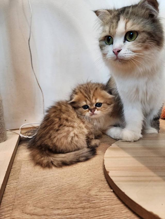 แมว สก็อตติช อายุ 2-3 เดือน ตัวละ 5000 พิกัดไทรม้า