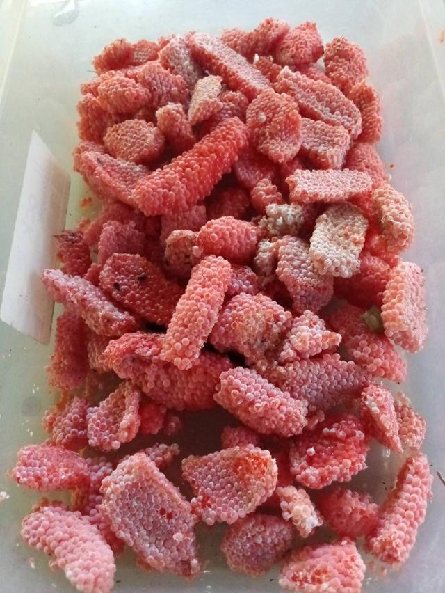 ไข่หอยเชอรี่สีทองขยายพันธุ์ 4