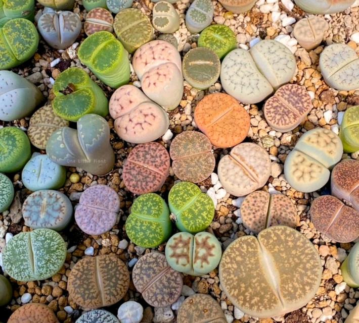 Lithops แบบสุ่ม 2