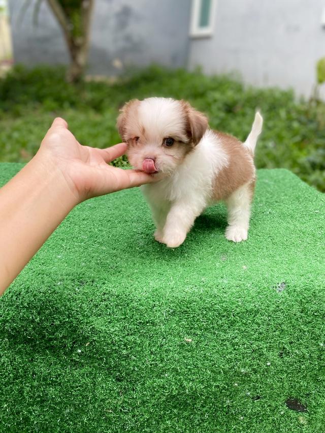 ชิสุห์ผสม ตัวเล็ก น่ารักมากๆ รูปที่ 2