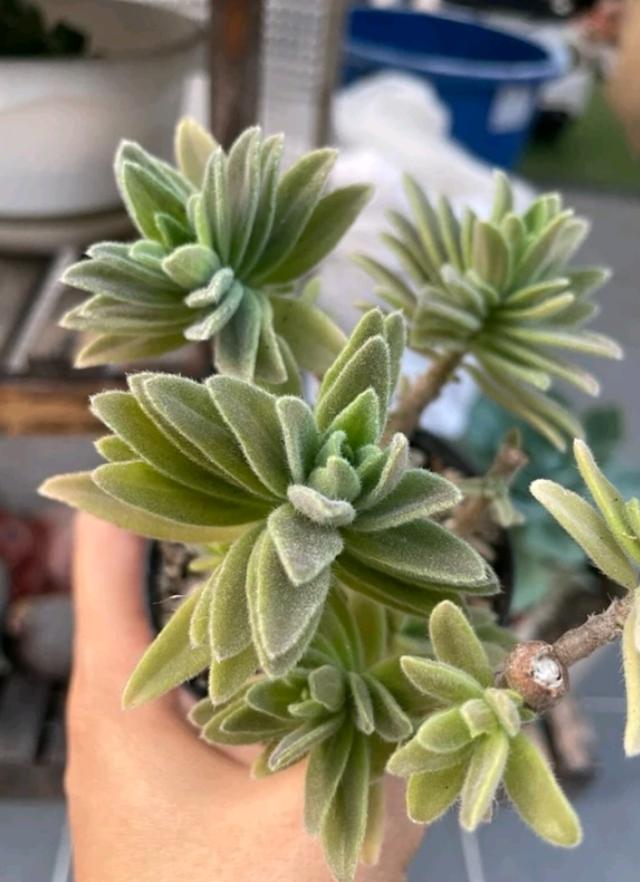 กุหลาบหิน Crassula คลาสซูล่า 2