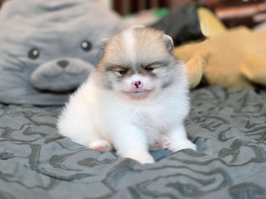 ปอมเมอเรเนียนแท้ เพศผู้ ทีคัพ รูปที่ 3