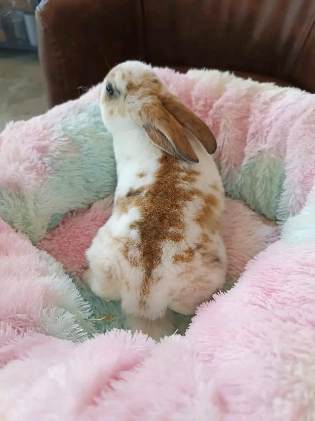 กระต่าย เร็กซ์ 3 เดือน  3
