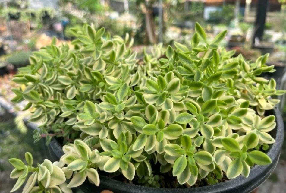 Crassula ช่อใหญ่ 3