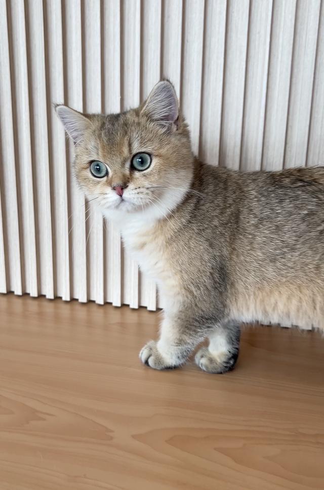 ดช.บริติช ช็อตแฮร์ (พร้อมย้าย) รูปที่ 2