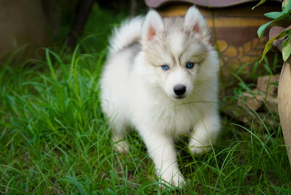 ไซบีเรียนฮัสกี้ Siberian husky ลูกสุนัขไซบีเรียนฮัสกี้ 10