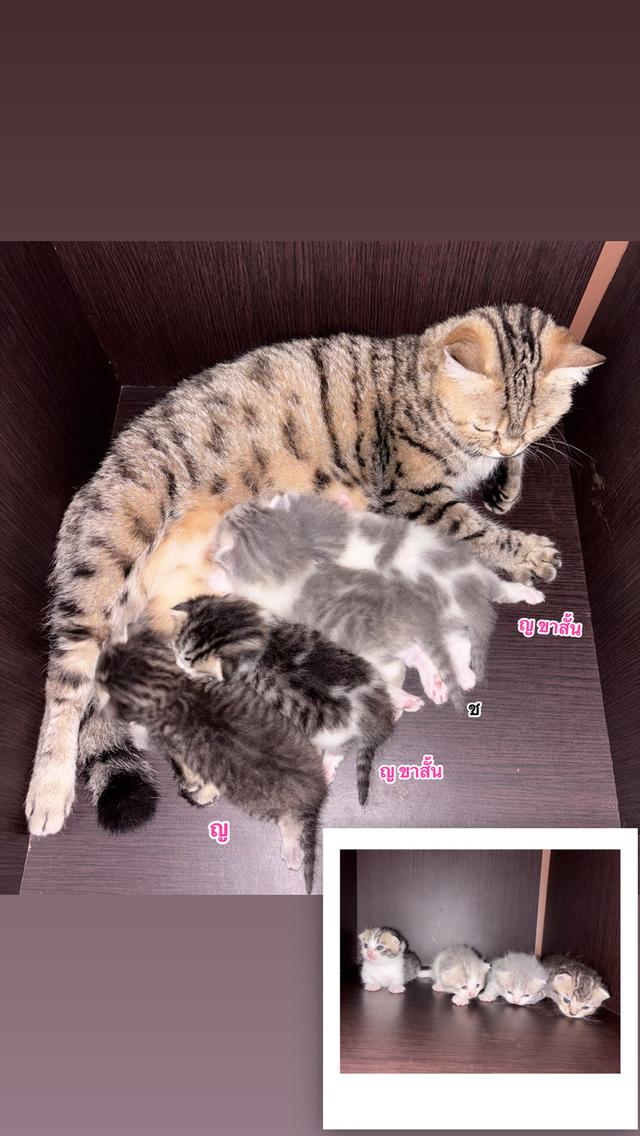ลูกแมวมัชกิ้นผสมสก๊อตติช