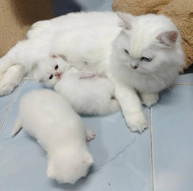 🌈เปิดจองน้องๆคลอกใหม่ ทักแชทพร้อมเปิดกล้อง รับน้องได้หลังหย่านม รูปที่ 8