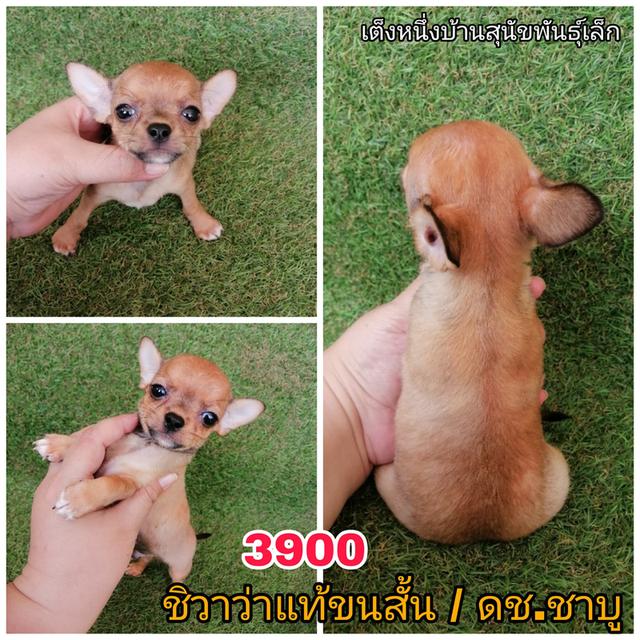 ชิวาว่าเเท้ขนสั้น ขนยาว พร้อมย้าย