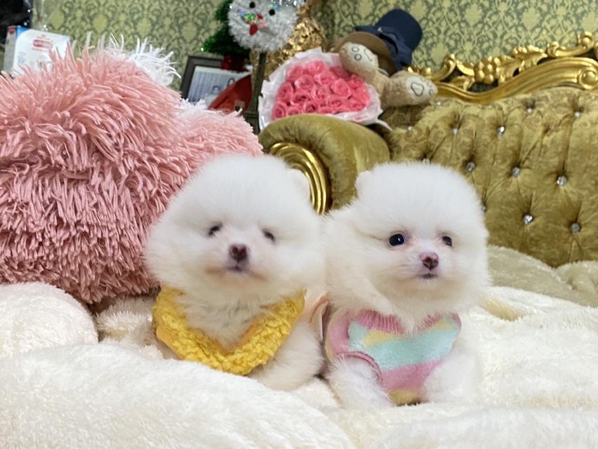 ลูกปอมเมอเรเนียนแท้ น้องน่ารักมากๆ อ้วนกลมฟูหมีๆ สีสวย พร้อมย้ายบ้านค่ะ รูปย่อยที่ 3