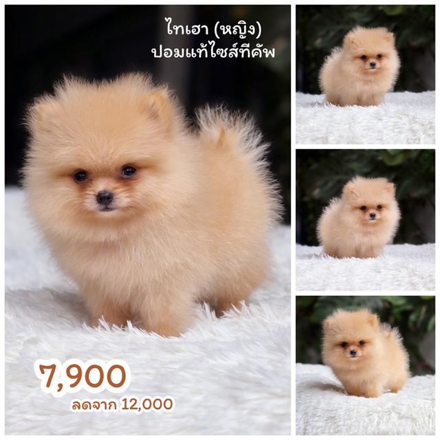 Sale ปอมแท้ฟอร์มสวย 3