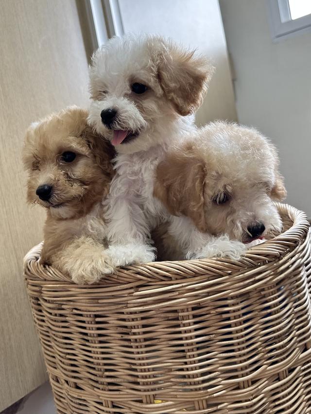 พุดเดิ้ล