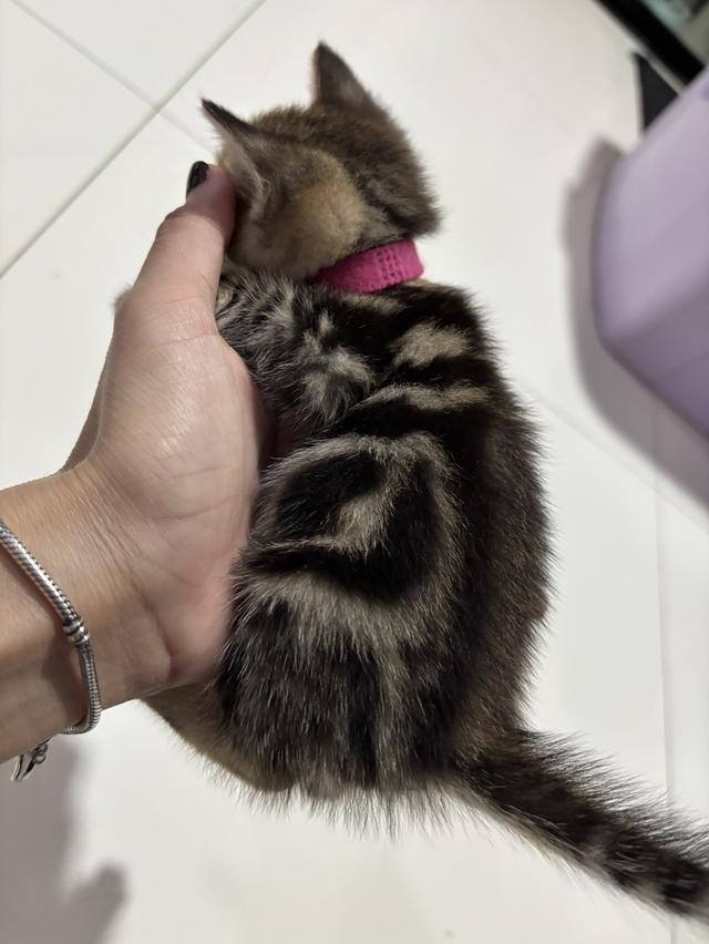 ลูกแมวพันธุ์ American Shorthair 5