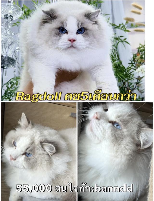 แมวRagdoll กทม นวมินทร์ทำวัคซีนตรวจโรคและสุขภาพให้ก่อนบ้านทุกคนทักด่วน:banndd