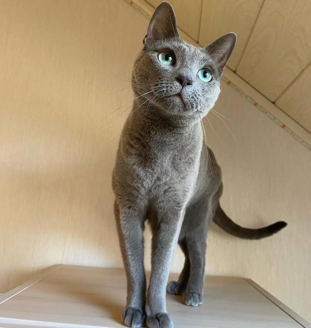 ขายด่วน Russian Blue สีสวย พร้อมย้ายบ้าน 3