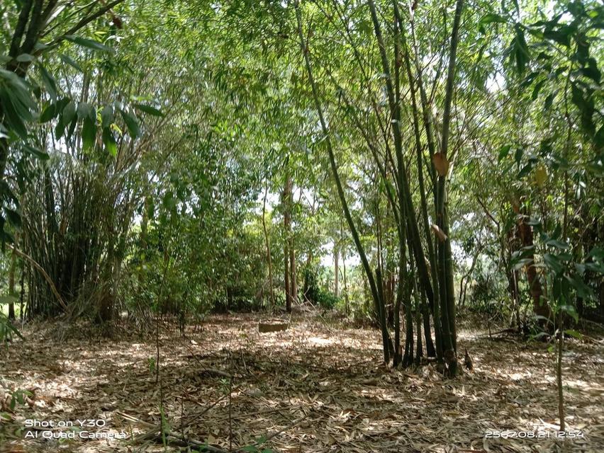 sale!!!!!: 9-rai (plot of land)Land with Teak Trees 5