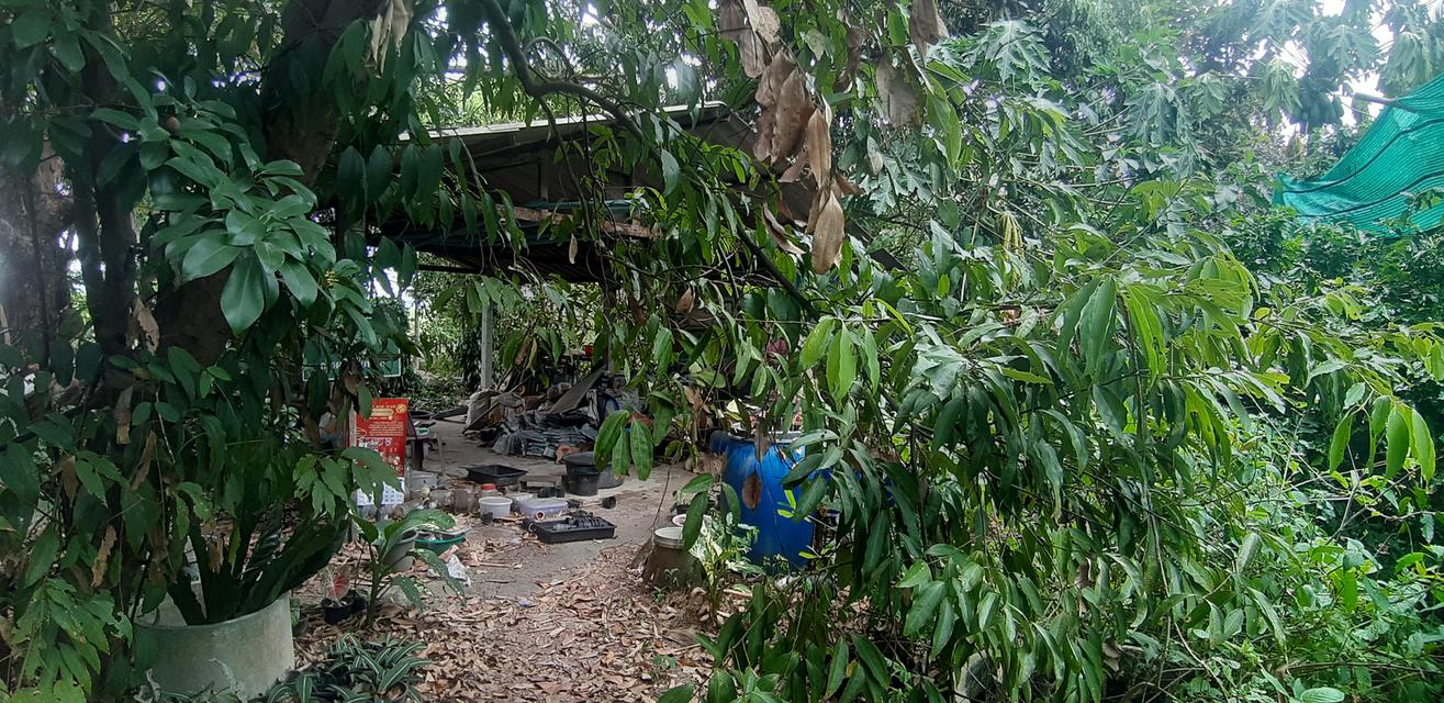 บ้านพร้อมที่ดินสวนขนุน โดมปลูกต้นพลู และบ่อเลี้ยงปลาขนาดใหญ่ 15