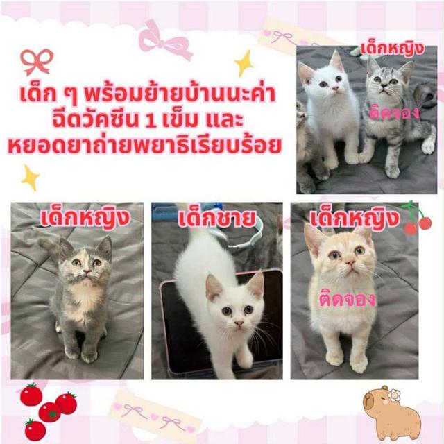 แมวพันธุ์สก็อตติส ผสม อเมริกันช็อตแฮร์