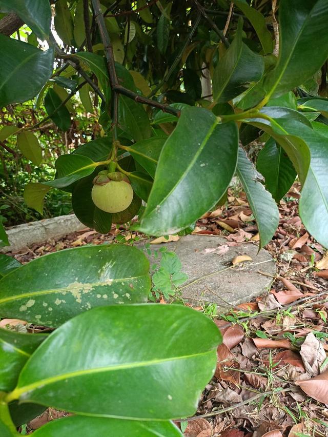 ที่ดินใกล้วัดธรรมโฆษณ์ 1/2 ไร่กว่า อ.สิงหนคร จ.สงขลา มีบ้านเก่า 2