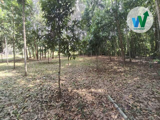 ที่ดินเพื่อการลงทุนพัทลุง ทำเลทองใกล้แหล่งชุมชน 4