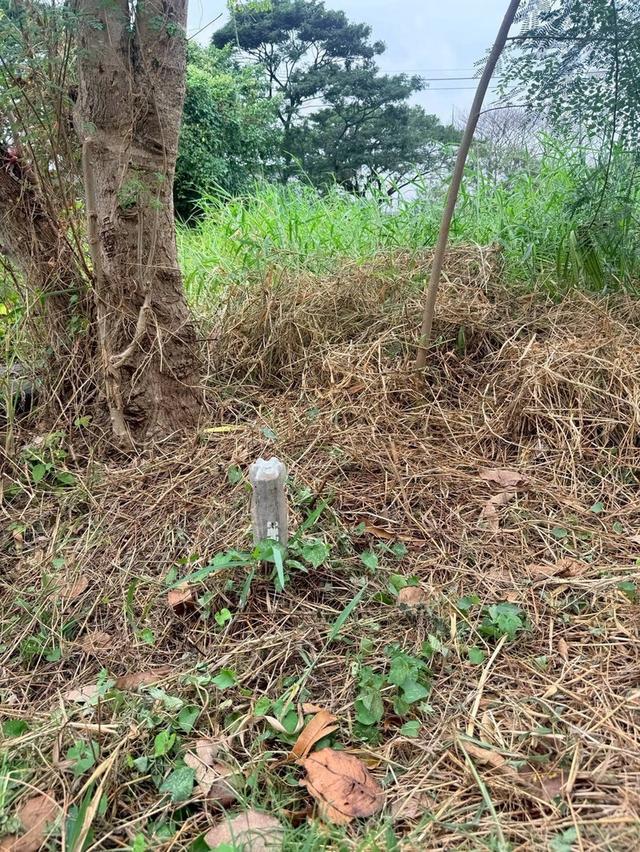 Vายถูกที่ดิน 50 ตารางวา ติดถนนลาดยางสาธารณะ ซอยสกุลช่าง บางบัวทอง นนทบุรี 9