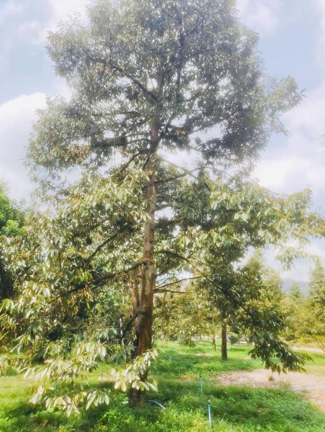 ขายที่ดิน ป่าละอู ห้วยสัตว์ใหญ่ หัวหิน สวนทุเรียน ยางพารา 22 ไร่เศษ พร้อมบ้าน 1 หลัง 13
