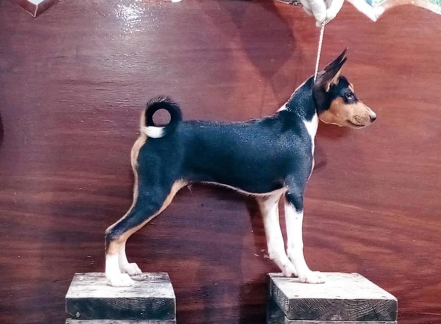 สุนัข Basenji สีดำ 2