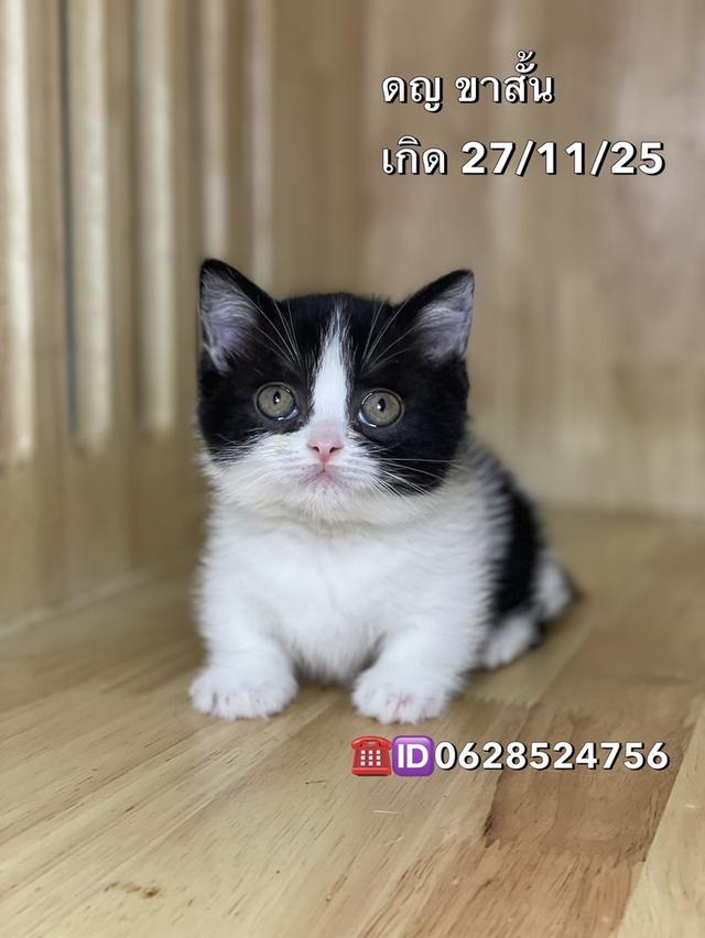 แมวมันช์กิ้นขาสั้น เพศหญิง