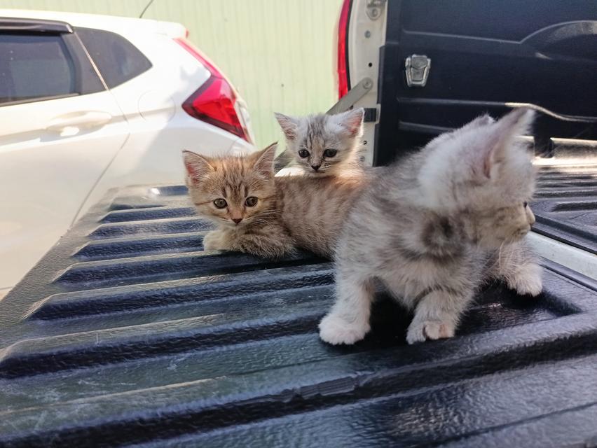 แมวเปอร์เซีย​ผสมอเมริกั​นช็อต​แฮร์​ 3