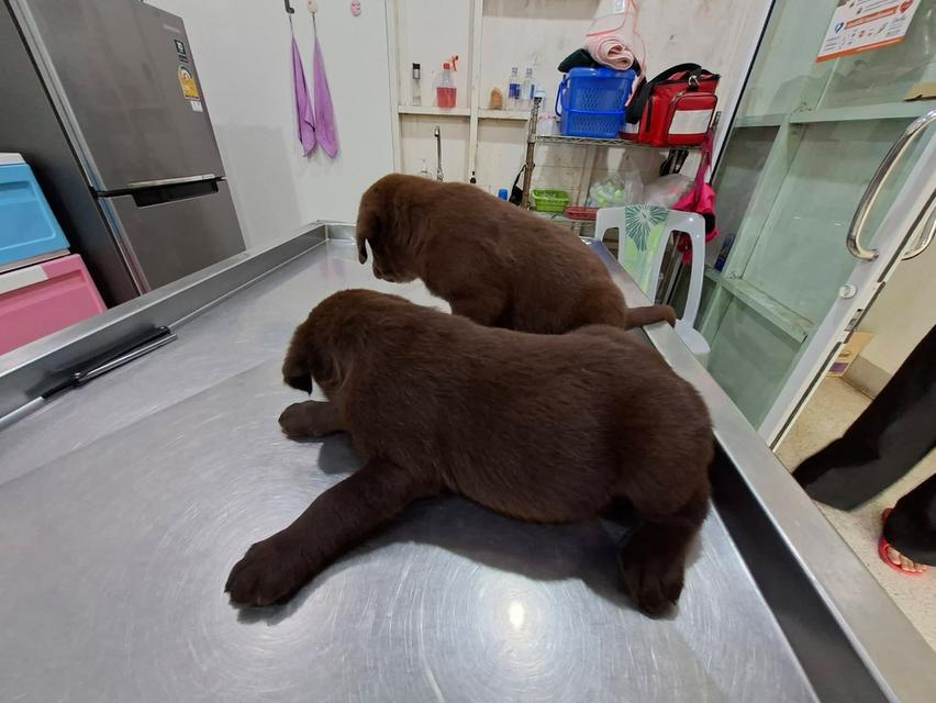 ลูกสุนัขแลบราดอร์ริทรีฟเวอร์ รูปที่ 4