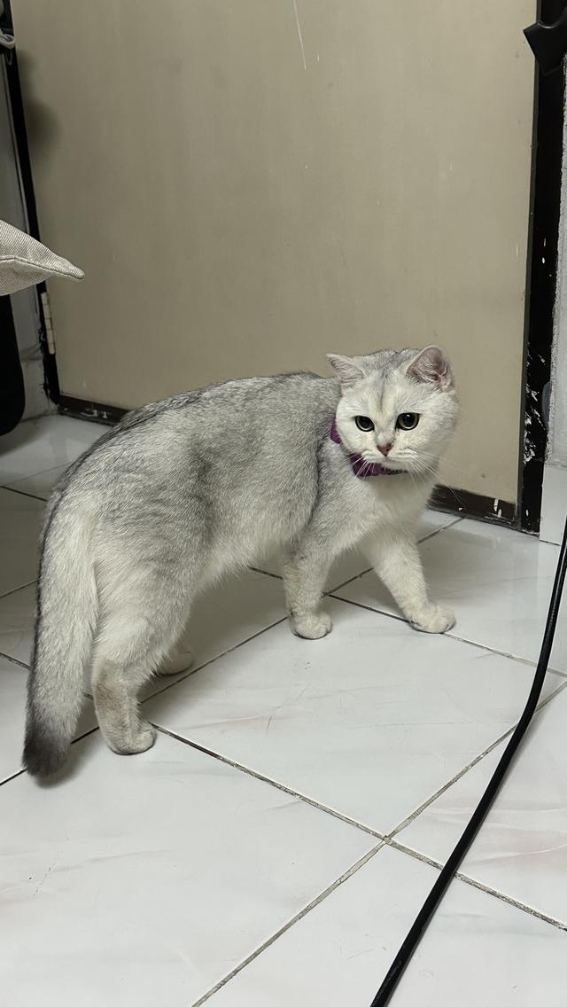 น้องแมวอเมริกัน ช็อตแฮร์ และบริติช ช็อตแฮร์ แท้ 💯 รูปที่ 13