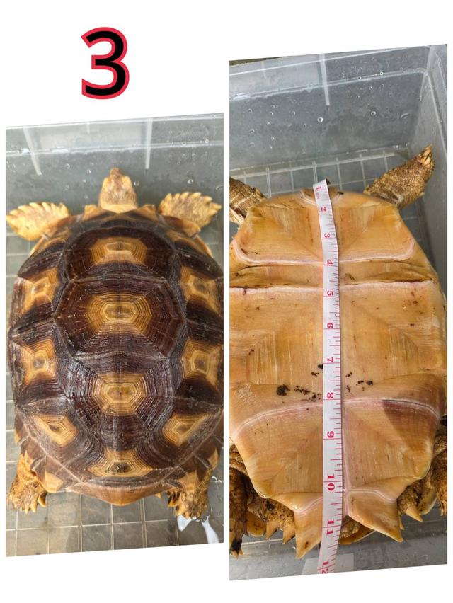 ขายเต่าซูคาต้า