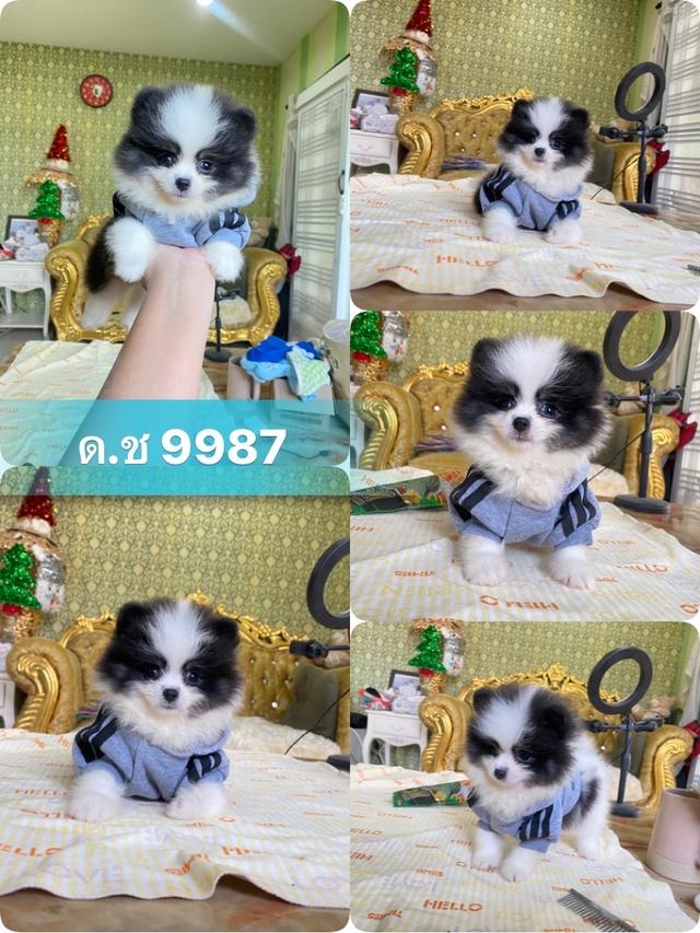ลูกปอมปอมแท้ อายุ2เดือน มีประกันสุขภาพ 7