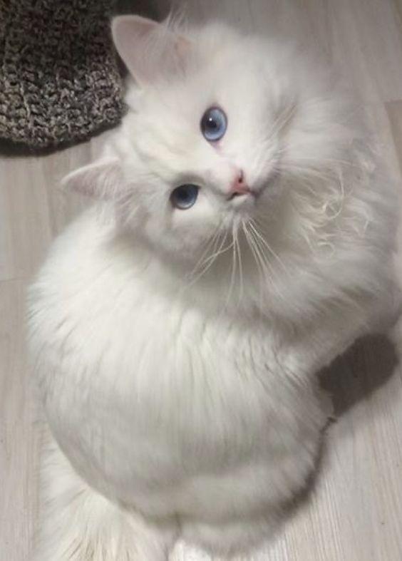 แมว พันธุ์ เปอร์เซีย ขนสีขาว   2