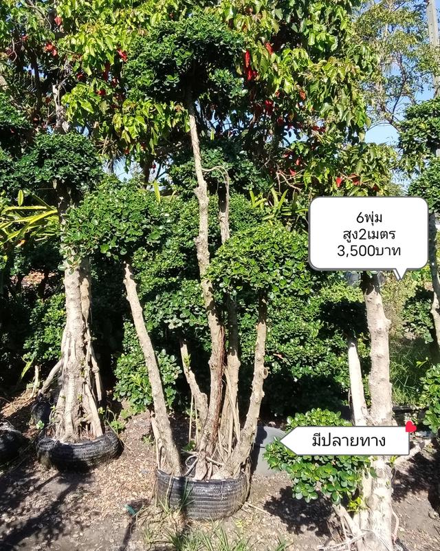 ไทรต่อยอดช้อนเงินช้อนทอง