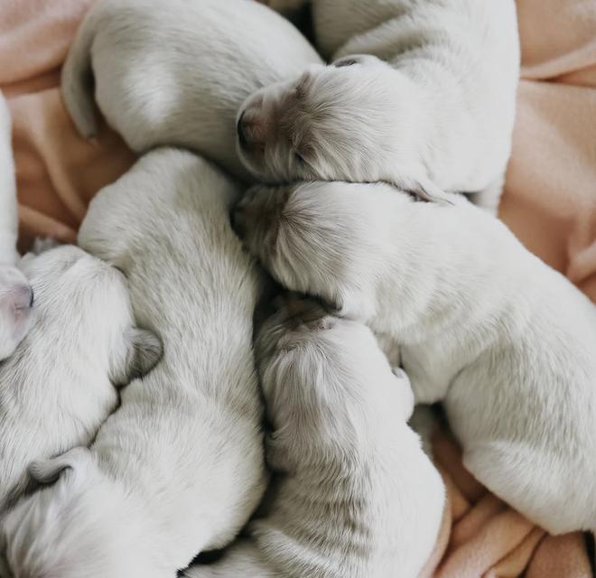 เปิดจองลูกสุนัขสีขาวล้วน White Golden Retriever 3