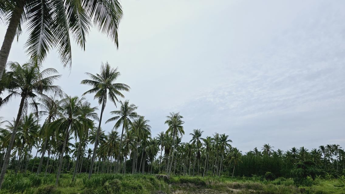 บ้านพร้อมที่ดิน 200 ตร.วา 11