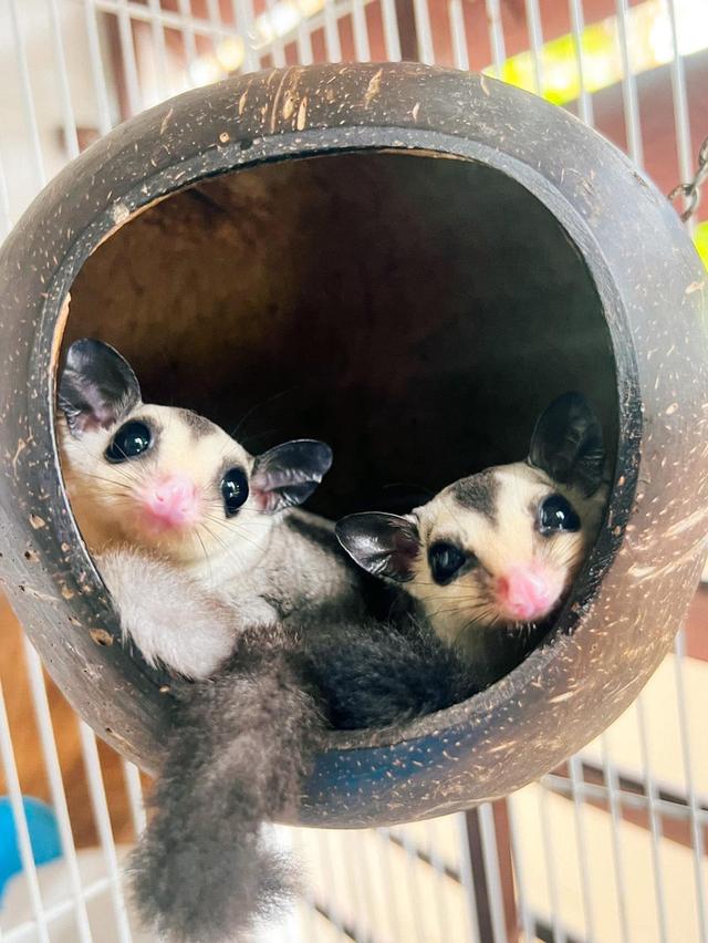 หาบ้านให้น้องแฝด Sugar Glider 2 ตัว