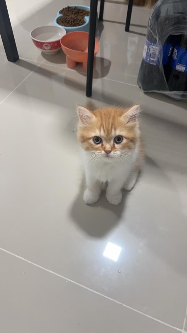 ลูกแมวเปอร์เซียแท้ เลี้ยงระบบปิด 6