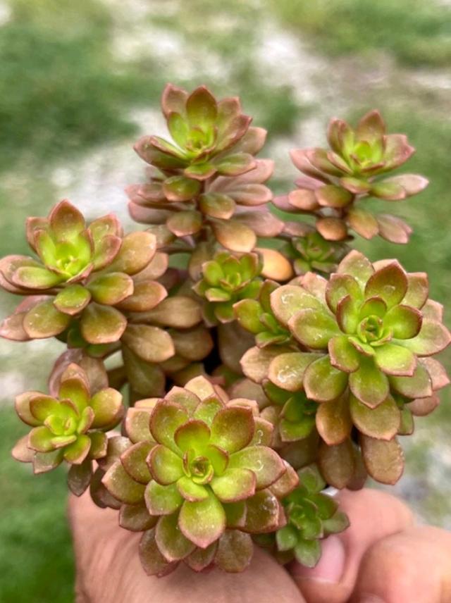 Sedum Cepaea L. 2