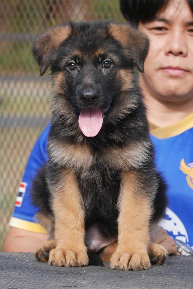 ลูกสุนัขเยอรมันเชพเพริด รูปที่ 8